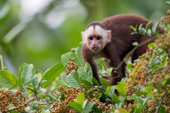 Varied Capuchin photo 1