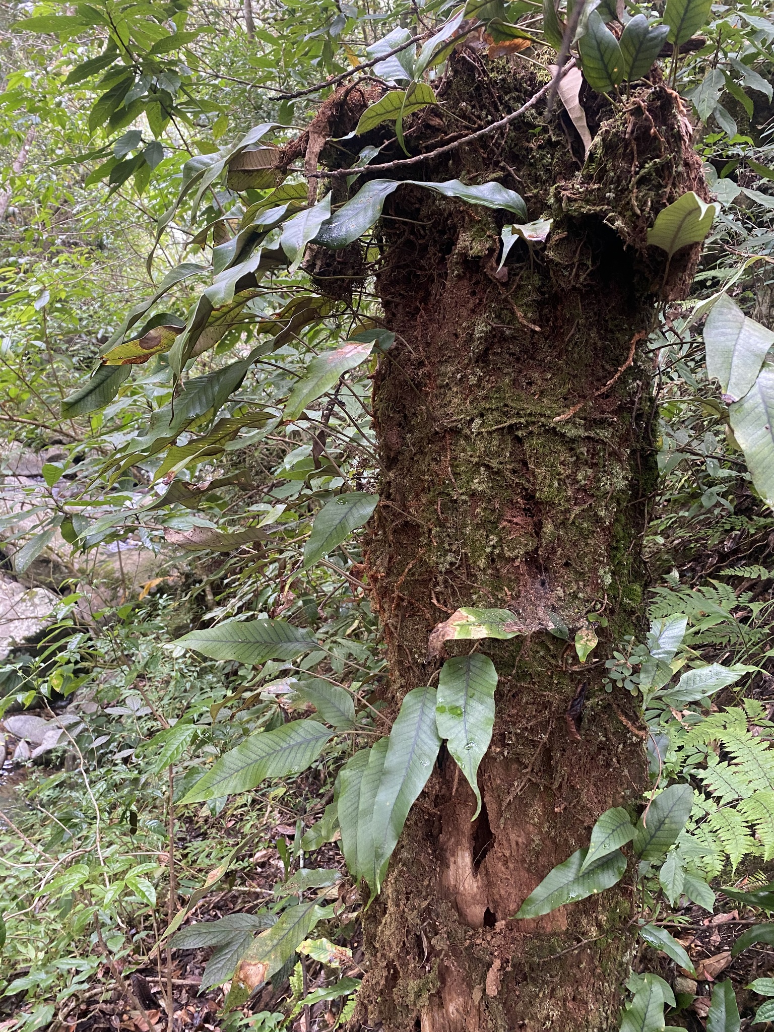 Pyrrosia lingua — ảnh 3