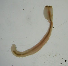 Glyceridae