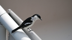 Lalage leucopyga montrosieri