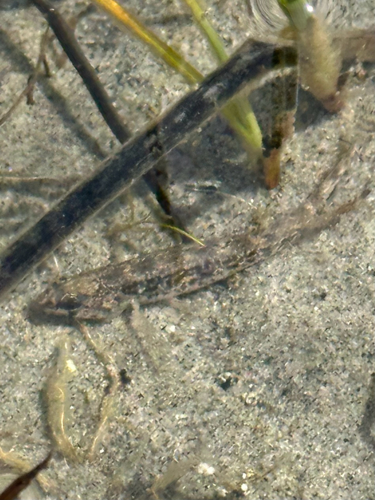 Iowa Darter