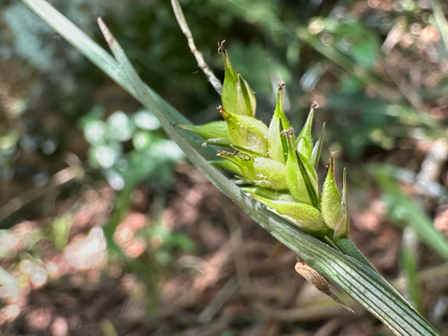 Carex kagoshimensis