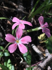 Phlox adsurgens