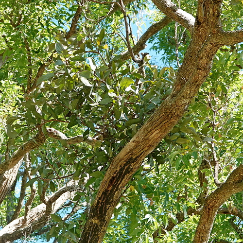 Image of Dendrophthoe vitellina by (c) Max Campbell, some rights reserved (CC BY)
