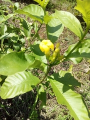 Tabernaemontana ochoterenae