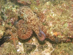 Octopus hubbsorum image