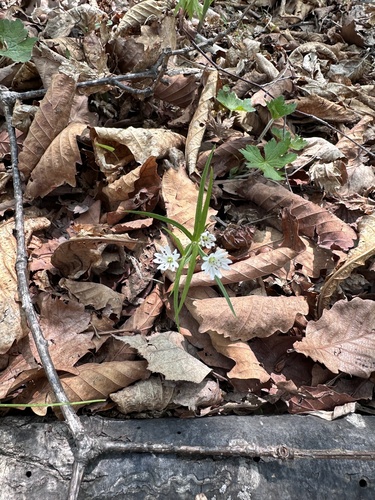 Narrow-leaf false-starwort (Pseudostellaria sylvatica)