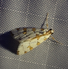 Conchylodes octonalis