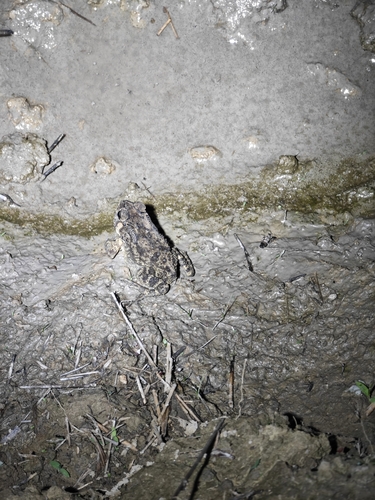 Asian Common Toad
