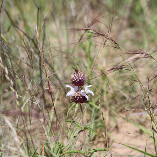 Image of Monarda clinopodioides by (c) Chet Burrier, some rights reserved (CC BY)