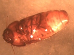 Pseudomorpha