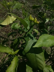 Tabernaemontana ochoterenae