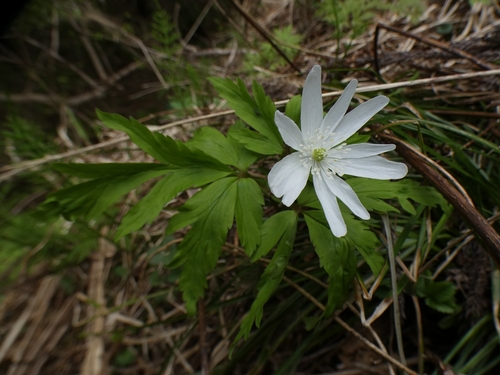 Anemone pseudoaltaica iNat (3)