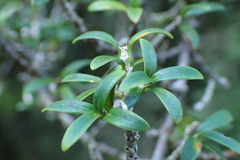 Coprosma pseudocuneata
