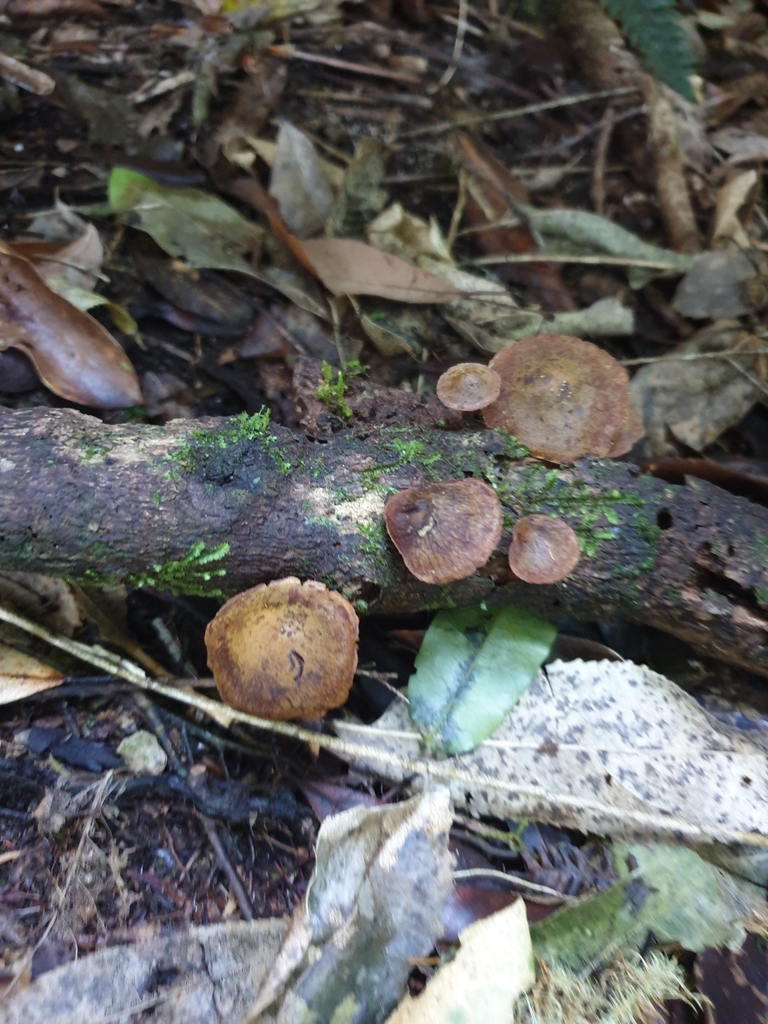 Heimiomyces atrofulvus · May 2025 · photo: © samlasham (iNaturalist, cc0)