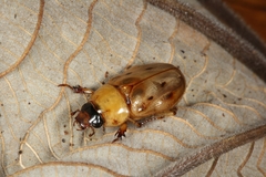 Cyclocephala stictica