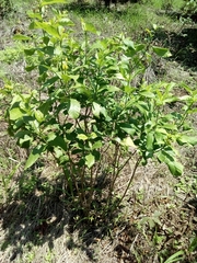 Tabernaemontana ochoterenae