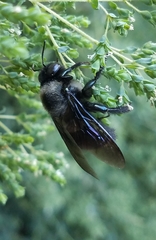 Xylocopa californica californica