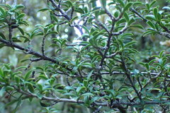 Coprosma pseudocuneata