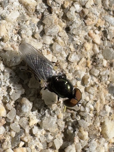 Unknown species found near W Kodiak Dr, Meridian, ID, US