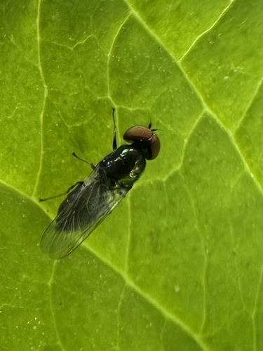 Unknown species found near W Kodiak Dr, Meridian, ID, US