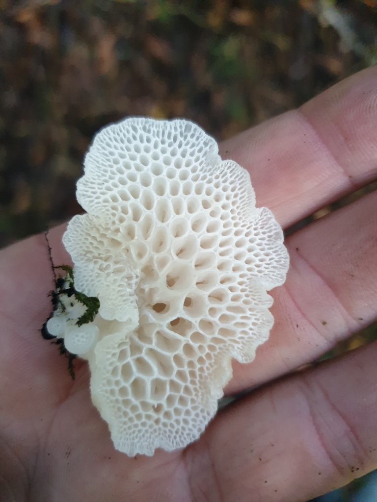 Favolaschia pustulosa · May 2025 · photo: © samlasham (iNaturalist, cc0)