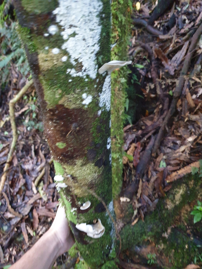 Conchomyces bursiformis · May 2025 · photo: © samlasham (iNaturalist, cc0)