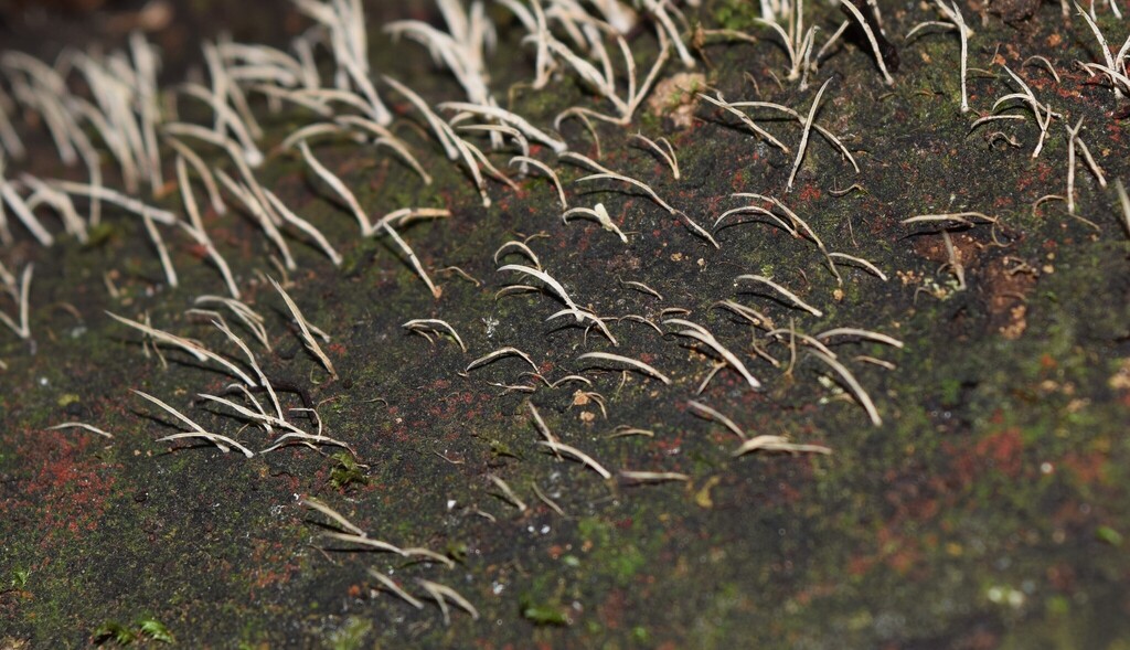 Pterulicium fasciculare