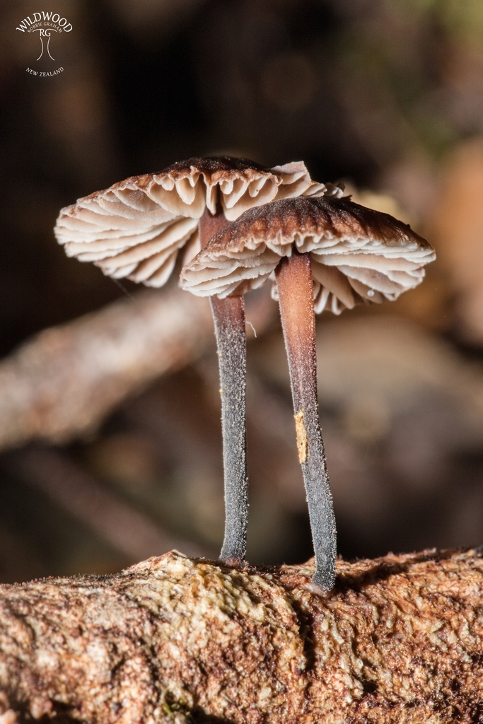 Gymnopus ceraceicola