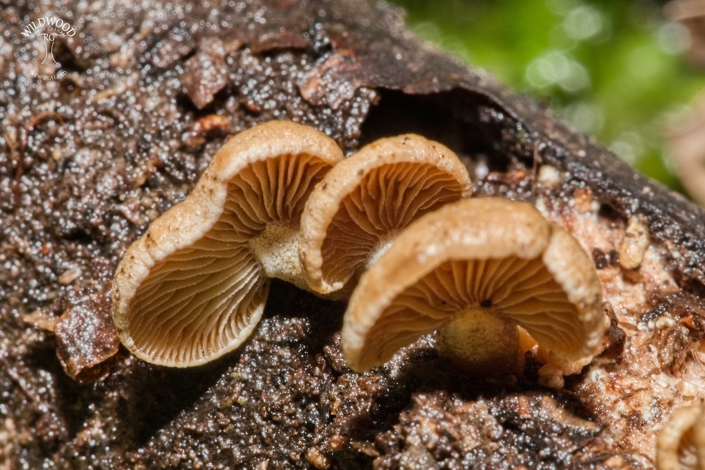 Panellus stipticus · May 2025 · photo: © robbiebgraham (iNaturalist, cc0)