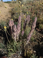 Castilleja schizotricha