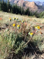 Erigeron bloomeri bloomeri