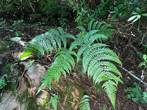Dryopteris championii iNat (1)