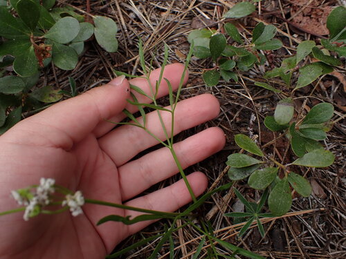 Image of Lomatium geyeri by (c) elik03, some rights reserved (CC BY)