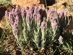 Castilleja schizotricha