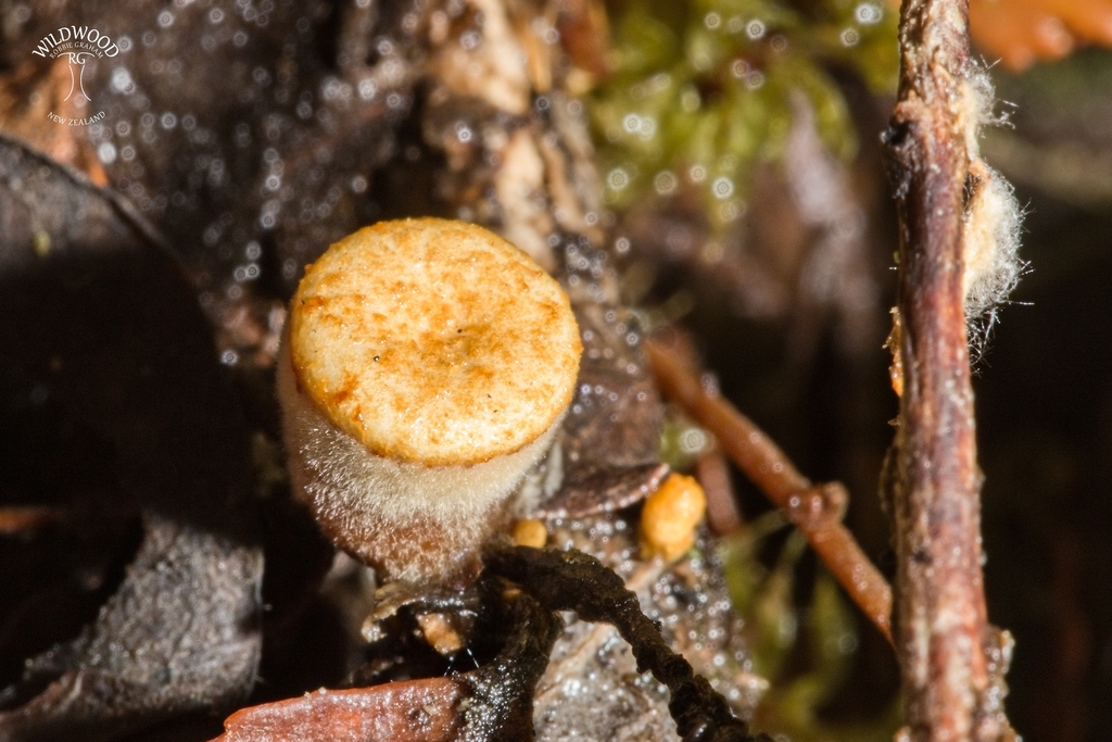 Crucibulum simile · May 2025 · photo: © robbiebgraham (iNaturalist, cc0)