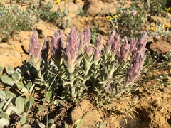 Castilleja schizotricha