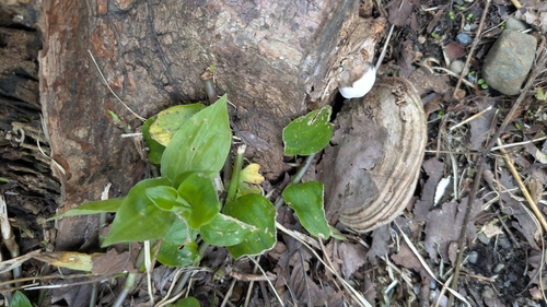 Ganoderma applanatum