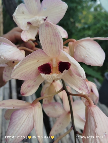 Dendrobium pulchellum