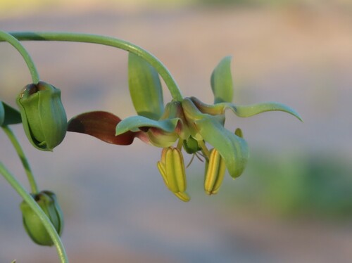 Image of Hexacyrtis dickiana by no rights reserved