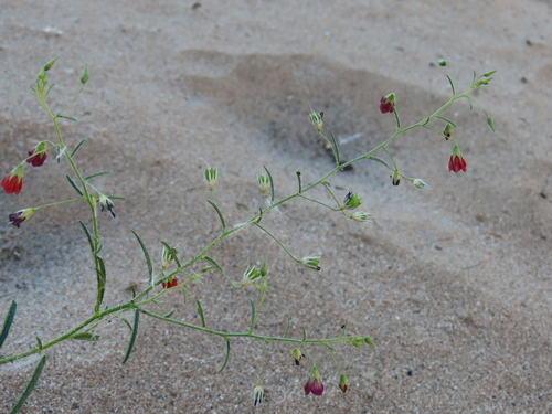 Image of Hermannia modesta by no rights reserved