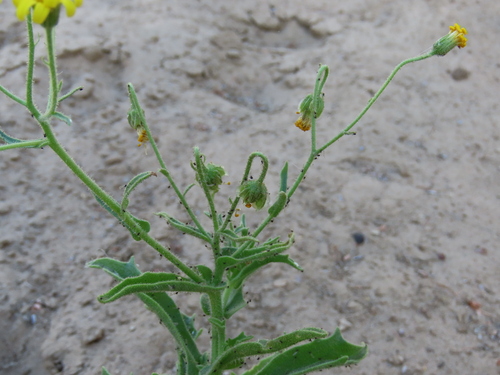 Image of Osteospermum microcarpum by no rights reserved