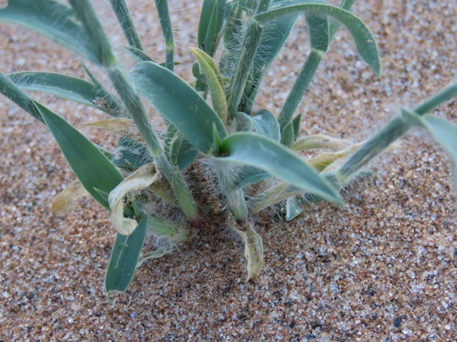 Image of Centropodia glauca by no rights reserved