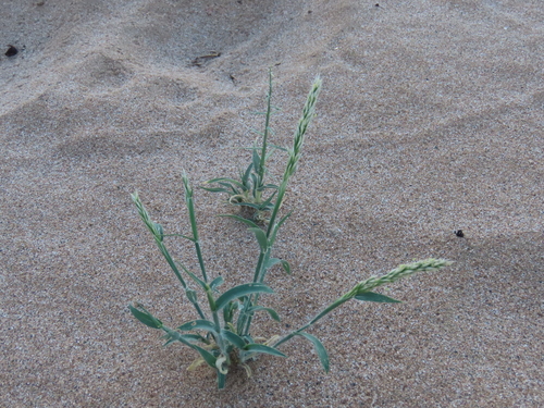 Image of Centropodia glauca by no rights reserved