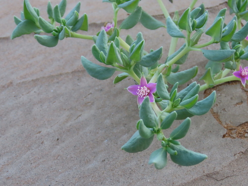 Image of Sesuvium sesuvioides by no rights reserved