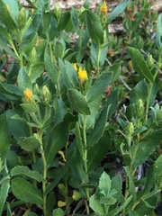 Hazardia whitneyi discoidea