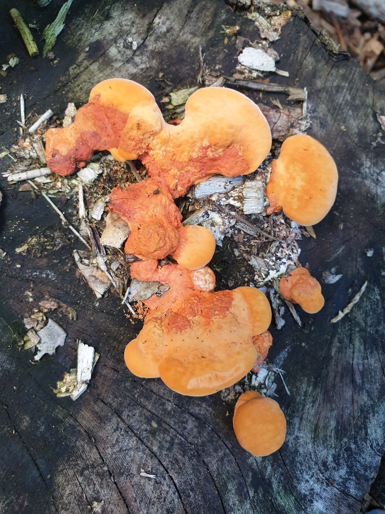 Trametes coccinea · May 2025 · photo: © samlasham (iNaturalist, cc0)