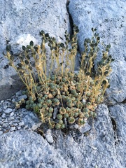 Draba pterosperma