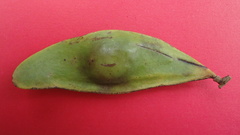 Tachigali densiflora