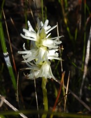 Spiranthes romanzoffiana
